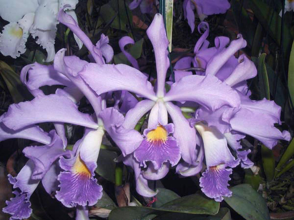 Cattleya Whitei coerulea (warneri coerulea 'Carolina' x schilleriana coerulea 'Moises')