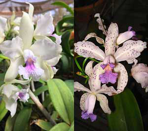 Cattleya amethystoglossa albescens x coerulea