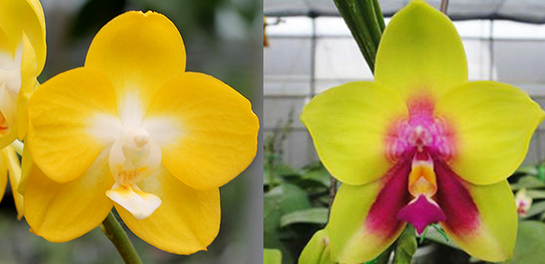 Phalaenopsis Sogo Shito x Ld's Bear Queen