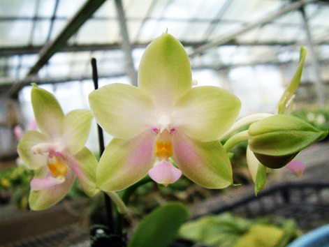 Phalaenopsis violacea alba x Tsay's Evergreen