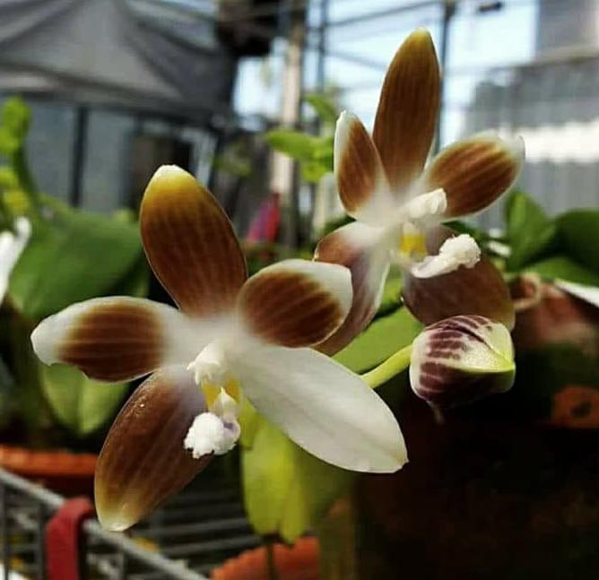 Phalaenopsis Jennifer Palermo (tetraspis 'Su's Coffee Candy' x violacea coerulea)