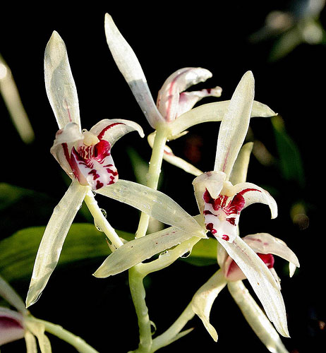 Cymbidium lancifolium
