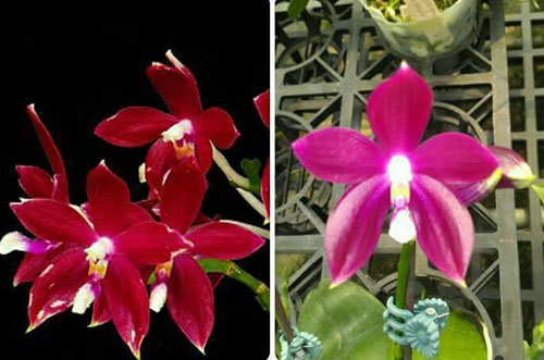 Phalaenopsis tetraspis 'Red' x 'Purple'