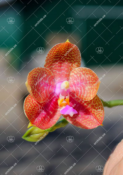 Phalaenopsis Yaphon Cousin (KS Happy Eagle x Zheng Min Tyrannosaurus)