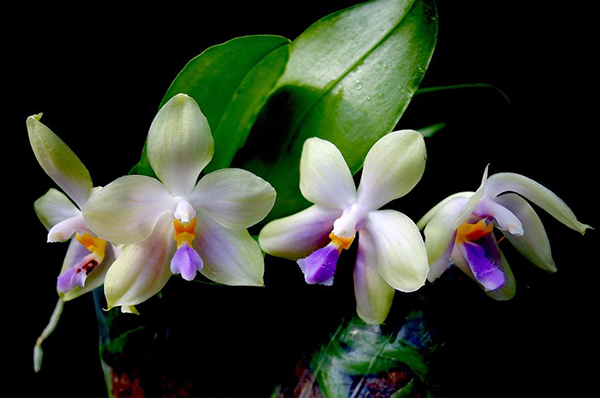 Phalaenopsis Tarlac Bellina (micholitzii x bellina blue)