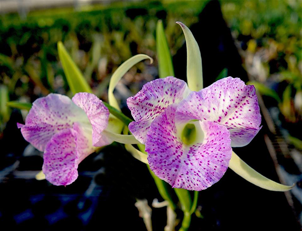 Brassocattleya Air Mososa 'Mickey Mouse' (Cattleya moscombe x Brassavola nodosa)