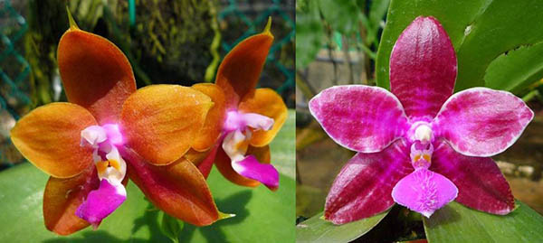 Phalaenopsis LD's Bear King 'YK-7' x lueddemanniana