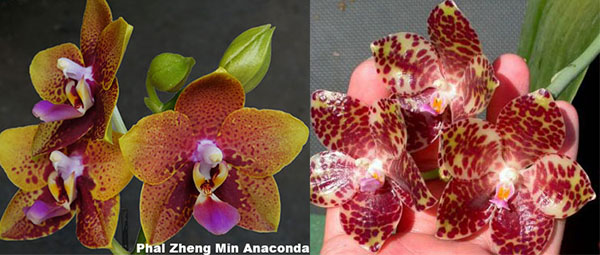 Phalaenopsis Zheng Min Anaconda x gigantea