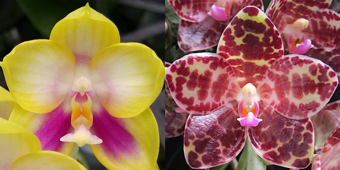 Phalaenopsis Zheng Min Muscadine x gigantea