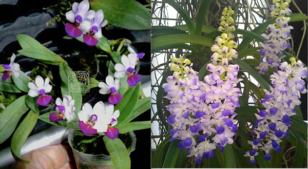 Phalaenopsis Anna-Larati Soekardi x Rhynchostylis coelestis (blue)