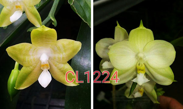 Phalaenopsis Chienlung Azure Dragon