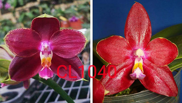Phalaenopsis Chienlung Kaiulani