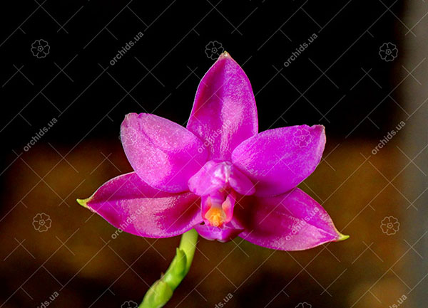 Phalaenopsis Sogo Ember x violacea indigo