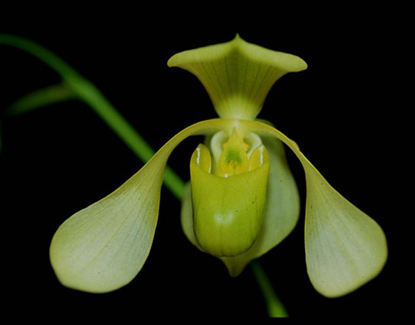 Paphiopedilum lowii album 'Albino Beauty'