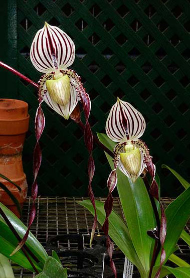 Paphiopedilum philippinense var roebelenii
