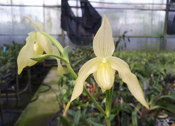 Paphiopedilum laevigatum alba x ang-thong alba
