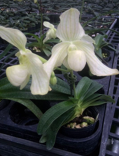 Paphiopedilum godefroyae alba x philippinense alba
