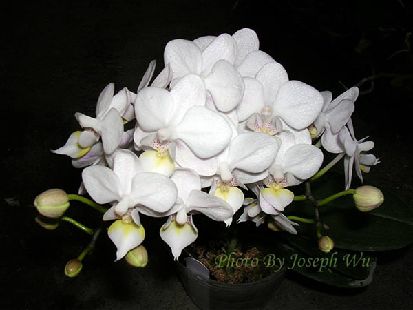 Phalaenopsis Liu's Rainbow alba 'Joseph Wu'