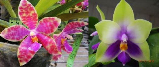 Phalaenopsis Joy Micholuedde x bellina blue