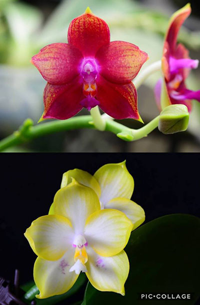 Phalaenopsis (Princess Kaiulani x Cornings Violet) x Zen Min Muskadine 'Yellow Edge'