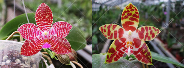Phalaenopsis Zuma Jo (Joey 'Yin#1' x amboinensis 'Nicole')