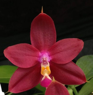 Phalaenopsis Yaphon Sensational