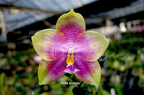 Phalaenopsis LD Emerald Bear 'YC'