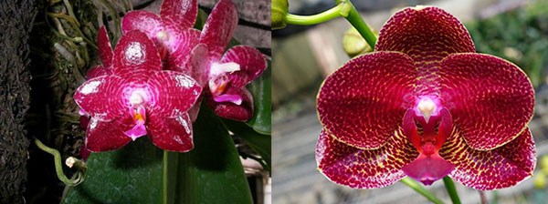 Phalaenopsis Zheng Min Ultrasonic (Auspice Green Lake Peter #1 x Mituo Sun)