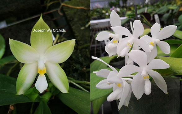 Phalaenopsis Tetrabell (bellina alba x tetraspis alba) Joseph Wu