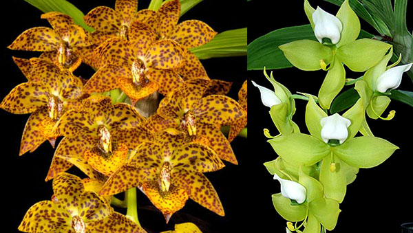 Cycnodes Spotted Hornet 'SVO' x Cycnodes warscewiczii 'SVO'