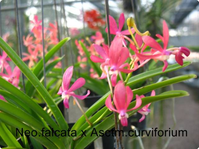 Neofinetia falcata x Ascocentrum curvifolium