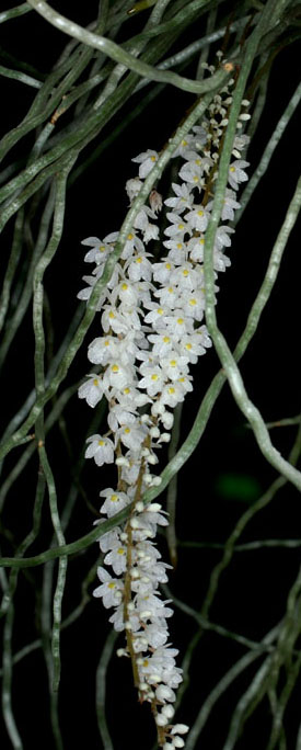 Microcoelia exilis