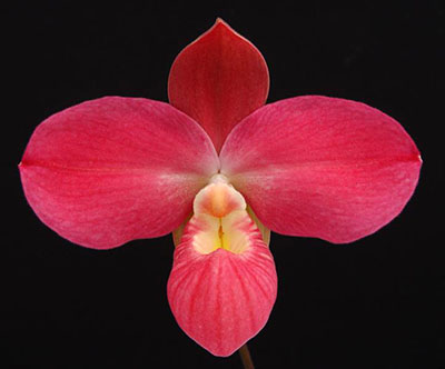 Phragmipedium kovachii x besseae