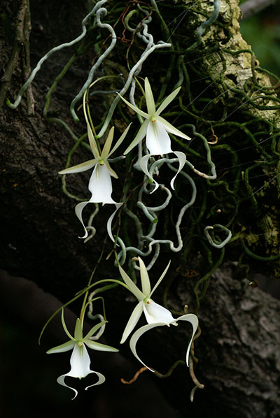 Dendrophylax sallei