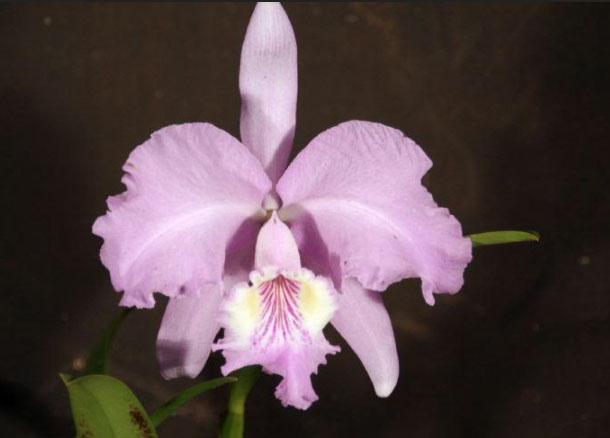 Cattleya lueddemanniana concolor