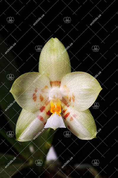 Phalaenopsis Yaphon Database