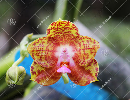 Phalaenopsis Jong's Gigan Cherry x LD's Bear Queen