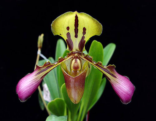 Paphiopedilum tigrinum