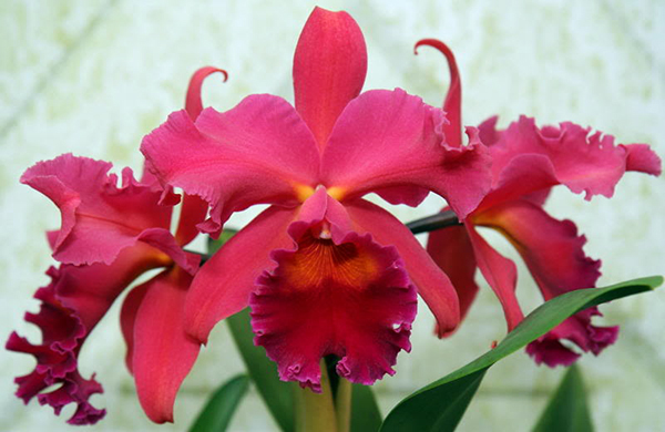 Sophrolaeliocattleya Pumpkin Festival 'Fong Yuen'
