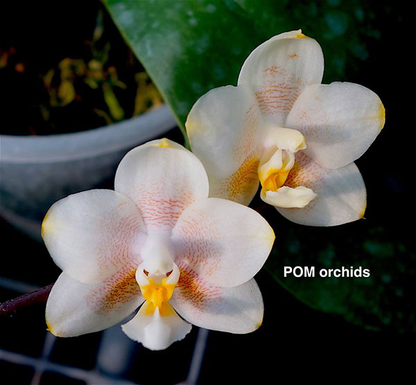 Phalaenopsis Lyndon Canary Cupid #6 (Tying Shin Cupid x Yungho Gelb Canary)