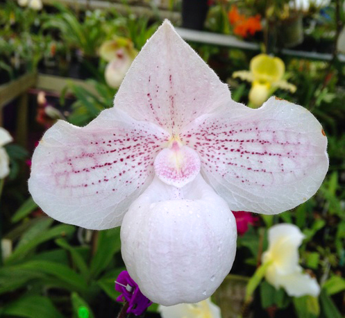 Paphiopedilum niveum x micranthum
