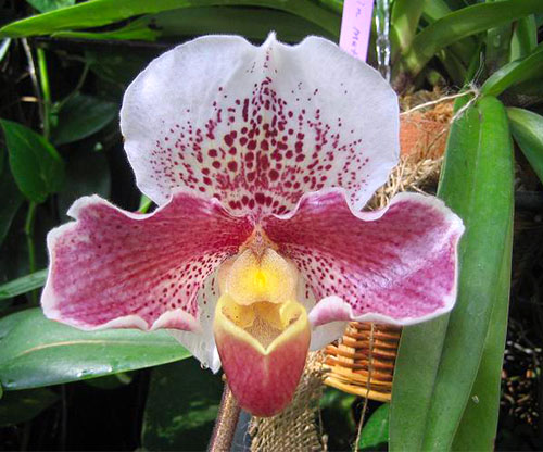Paphiopedilum Hama Chilwin x wenshanense