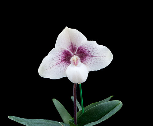Paphiopedilum niveum x hangianum