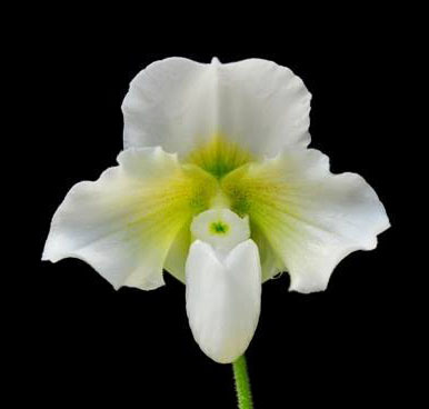 Paphiopedilum niveum x In-Charm Lovely