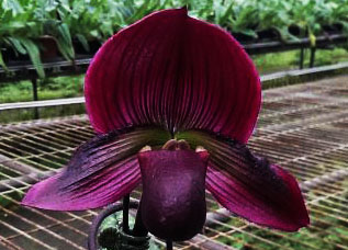 Paphiopedilum Hung Sheng Flame x Hung Sheng Ruby