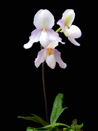 Paphiopedilum Miss Faith Hanbury (glaucophyllum x niveum)