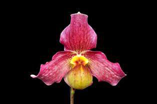 Paphiopedilum emersonii x fairrieanum