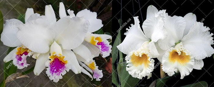 Cattleya mossiae semi-alba x Cattleya Sierra Blanca 'Mount Whitney'