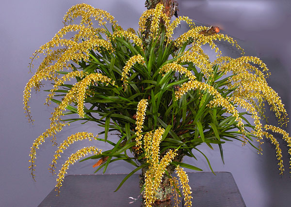Epidendrum cylindrostachys
