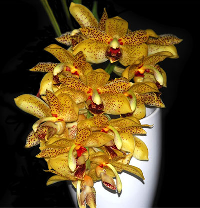 Stanhopea jenischiana x Acineta densa aff